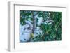 Green Liana-prajit48-Framed Photographic Print