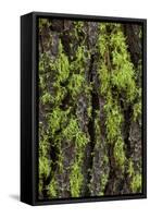 Green lichen growing on ancient giant sequoias, Yosemite National Park, California-Adam Jones-Framed Stretched Canvas