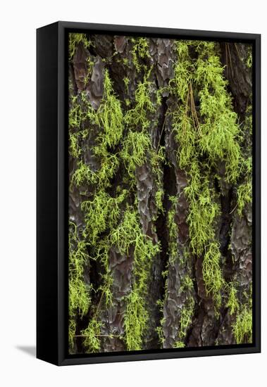 Green lichen growing on ancient giant sequoias, Yosemite National Park, California-Adam Jones-Framed Stretched Canvas