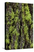 Green lichen growing on ancient giant sequoias, Yosemite National Park, California-Adam Jones-Stretched Canvas