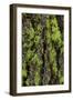 Green lichen growing on ancient giant sequoias, Yosemite National Park, California-Adam Jones-Framed Photographic Print