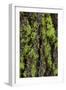 Green lichen growing on ancient giant sequoias, Yosemite National Park, California-Adam Jones-Framed Photographic Print