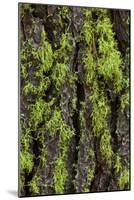 Green lichen growing on ancient giant sequoias, Yosemite National Park, California-Adam Jones-Mounted Photographic Print