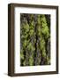Green lichen growing on ancient giant sequoias, Yosemite National Park, California-Adam Jones-Framed Photographic Print