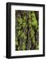 Green lichen growing on ancient giant sequoias, Yosemite National Park, California-Adam Jones-Framed Photographic Print