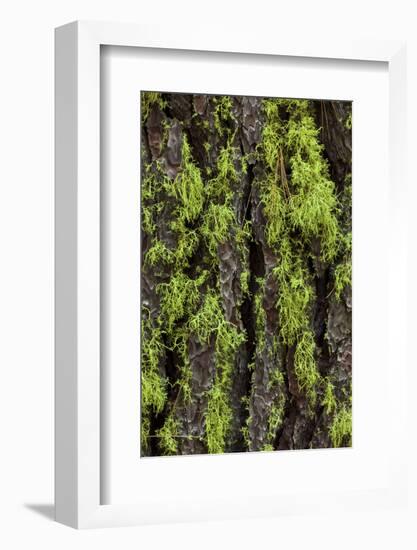 Green lichen growing on ancient giant sequoias, Yosemite National Park, California-Adam Jones-Framed Photographic Print