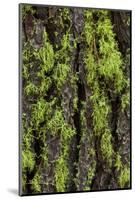 Green lichen growing on ancient giant sequoias, Yosemite National Park, California-Adam Jones-Mounted Photographic Print