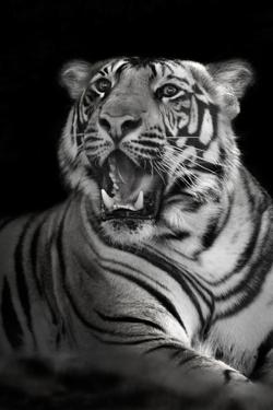 Bengal Tiger Panthera Tigris Kanha National Park Madhya Pradesh IndiaGreen Light Collection Bengal Tiger Panthera Tigris Kanha National Park Madhya Pradesh IndiaGreen Light Collection