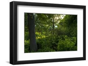 Green Light-Steve Gadomski-Framed Photographic Print