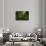 Green Light-Steve Gadomski-Framed Stretched Canvas displayed on a wall