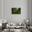 Green Light-Steve Gadomski-Stretched Canvas displayed on a wall