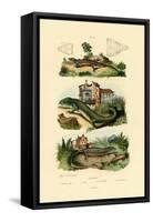 Green Lizard, 1833-39-null-Framed Stretched Canvas