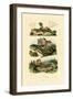 Green Lizard, 1833-39-null-Framed Giclee Print