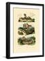 Green Lizard, 1833-39-null-Framed Giclee Print