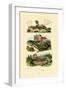 Green Lizard, 1833-39-null-Framed Giclee Print