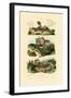 Green Lizard, 1833-39-null-Framed Giclee Print