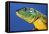 Green Lizard Close-Up of Head-null-Framed Stretched Canvas