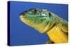 Green Lizard Close-Up of Head-null-Stretched Canvas