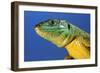 Green Lizard Close-Up of Head-null-Framed Photographic Print