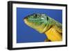 Green Lizard Close-Up of Head-null-Framed Photographic Print