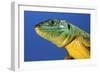 Green Lizard Close-Up of Head-null-Framed Photographic Print