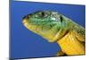 Green Lizard Close-Up of Head-null-Mounted Photographic Print