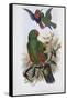 Green Lory-John Gould-Framed Stretched Canvas