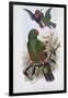 Green Lory-John Gould-Framed Giclee Print