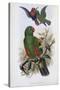 Green Lory-John Gould-Stretched Canvas