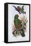 Green Lory-John Gould-Framed Stretched Canvas