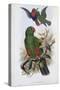 Green Lory-John Gould-Stretched Canvas
