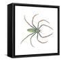 Green Lynx Spider (Peucetia Viridans), Arachnids-Encyclopaedia Britannica-Framed Stretched Canvas