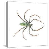 Green Lynx Spider (Peucetia Viridans), Arachnids-Encyclopaedia Britannica-Stretched Canvas