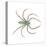 Green Lynx Spider (Peucetia Viridans), Arachnids-Encyclopaedia Britannica-Stretched Canvas