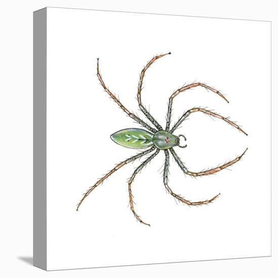 Green Lynx Spider (Peucetia Viridans), Arachnids-Encyclopaedia Britannica-Stretched Canvas