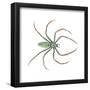 Green Lynx Spider (Peucetia Viridans), Arachnids-Encyclopaedia Britannica-Framed Poster