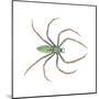 Green Lynx Spider (Peucetia Viridans), Arachnids-Encyclopaedia Britannica-Mounted Poster