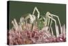Green Lynx Spider (Peucetia Viridans) Texas, USA-Rolf Nussbaumer-Stretched Canvas