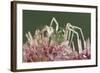 Green Lynx Spider (Peucetia Viridans) Texas, USA-Rolf Nussbaumer-Framed Photographic Print