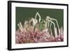 Green Lynx Spider (Peucetia Viridans) Texas, USA-Rolf Nussbaumer-Framed Photographic Print