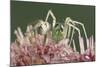 Green Lynx Spider (Peucetia Viridans) Texas, USA-Rolf Nussbaumer-Mounted Photographic Print