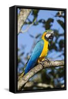Green Macaw, Costa Rica-null-Framed Stretched Canvas