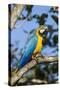 Green Macaw, Costa Rica-null-Stretched Canvas