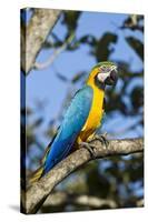 Green Macaw, Costa Rica-null-Stretched Canvas