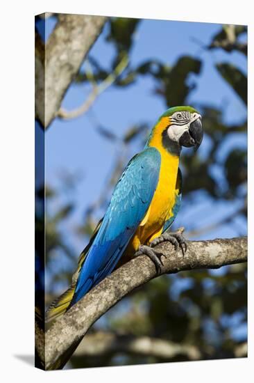 Green Macaw, Costa Rica-null-Stretched Canvas