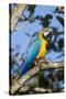 Green Macaw, Costa Rica-null-Stretched Canvas