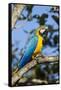 Green Macaw, Costa Rica-null-Framed Stretched Canvas