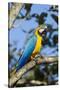 Green Macaw, Costa Rica-null-Stretched Canvas