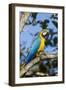 Green Macaw, Costa Rica-null-Framed Photographic Print