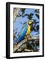 Green Macaw, Costa Rica-null-Framed Photographic Print